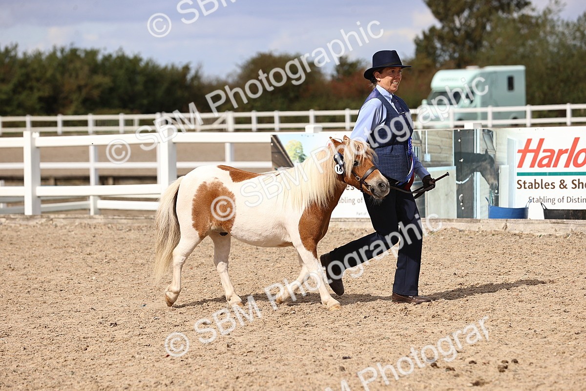 SBM_14239 - Class 415 - Horse-Pony judge would most like to take home (IH or Ridden)