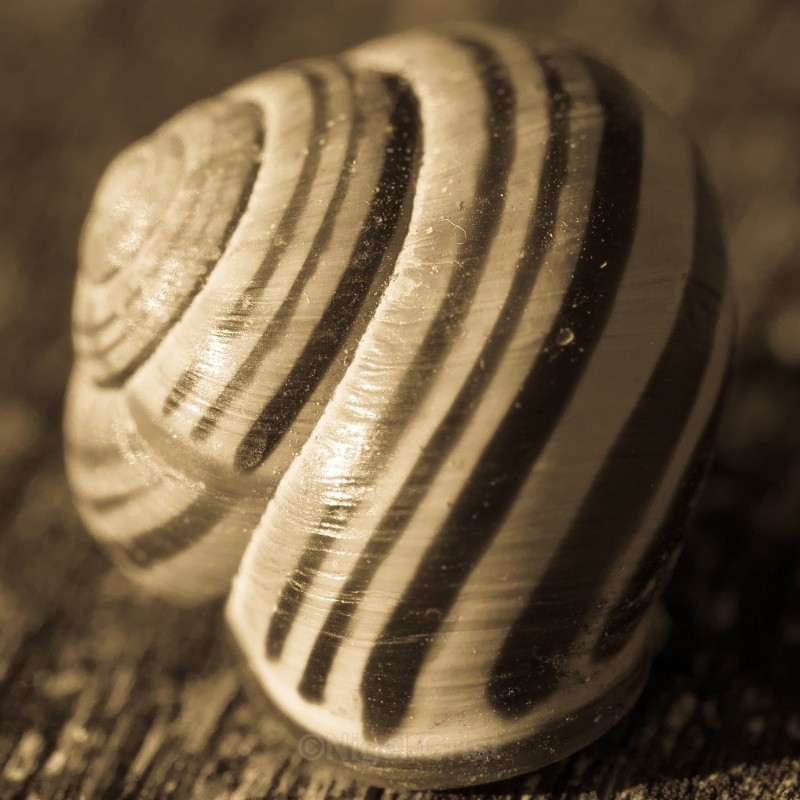 Stripes - Wildlife