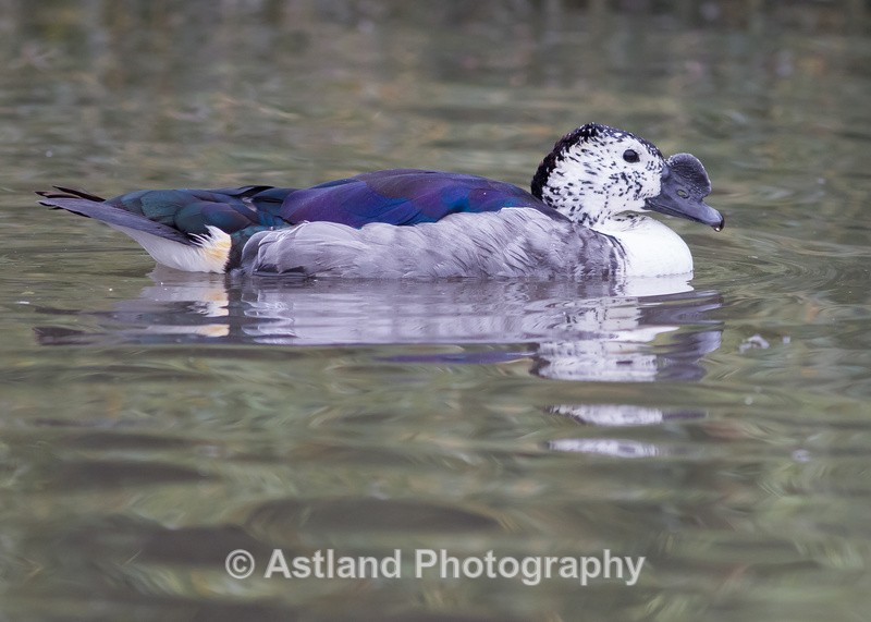 Astland Photography, Bird and Wildlife Images, Susan and Peter Wilson, U.K.
