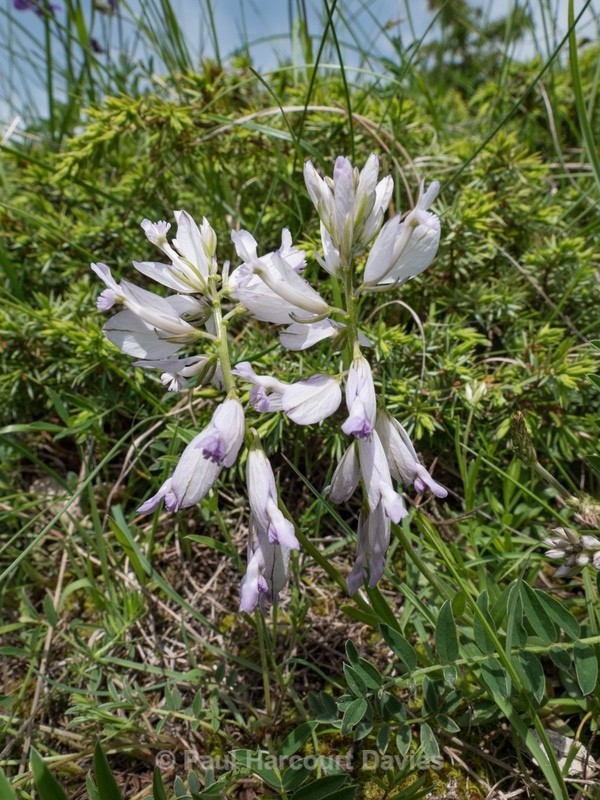 Greater  Milkwort ( Polygala major) - Gargano - Wild Flowers
