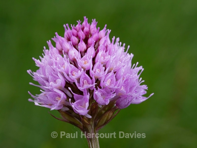 Globe Orchid (Traunsteinera globosa) - Wild Orchids