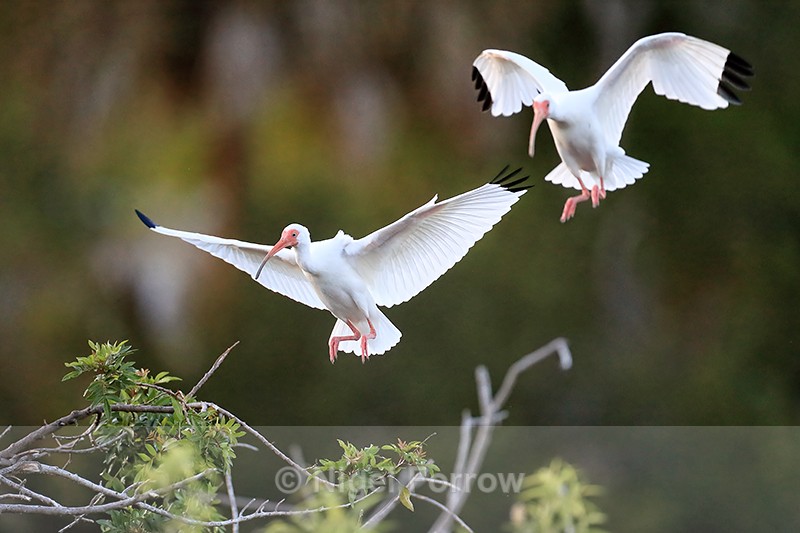 White Ibises arrive, Venice Rookery, Florida - White Ibis