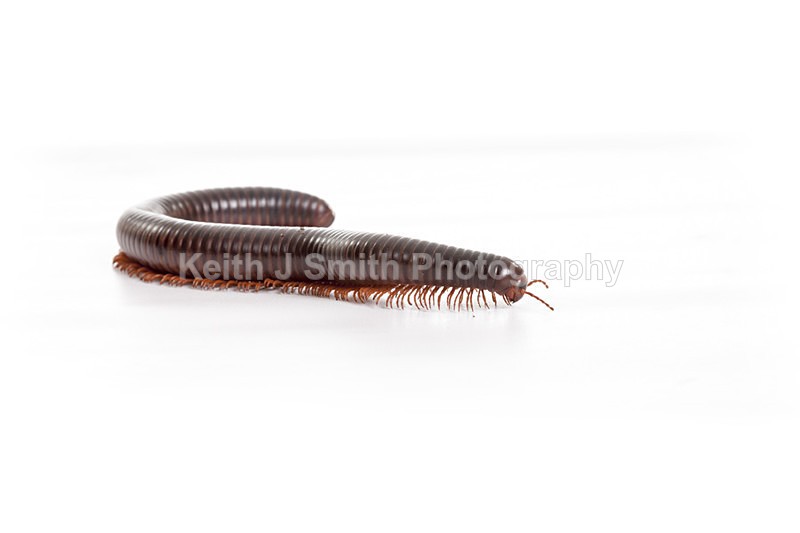 2SKJ8900 - Roaming Reptile Show. II