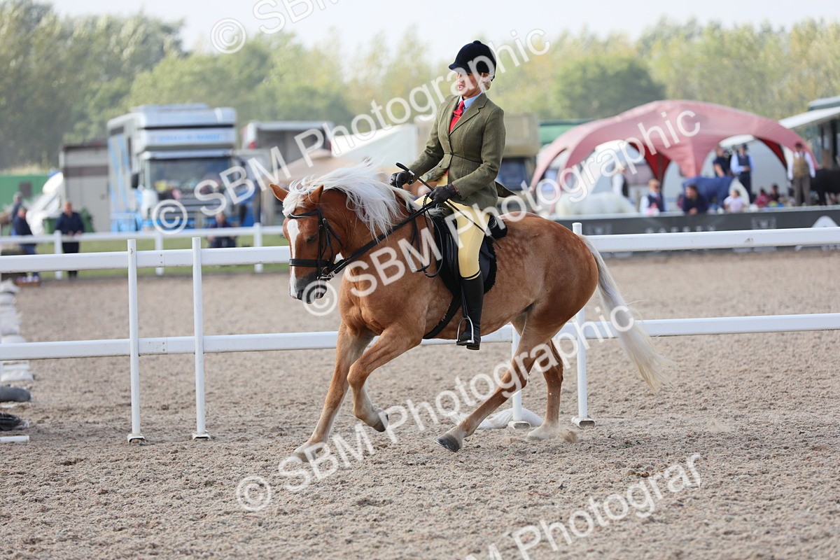 SBM_11416 - Class 305 Ridden Foreign Breeds- Pure Bred
