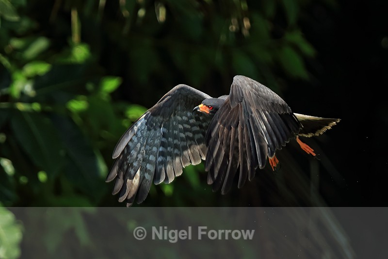 Snail Kite (male) lifts off, Panama - Snail Kite