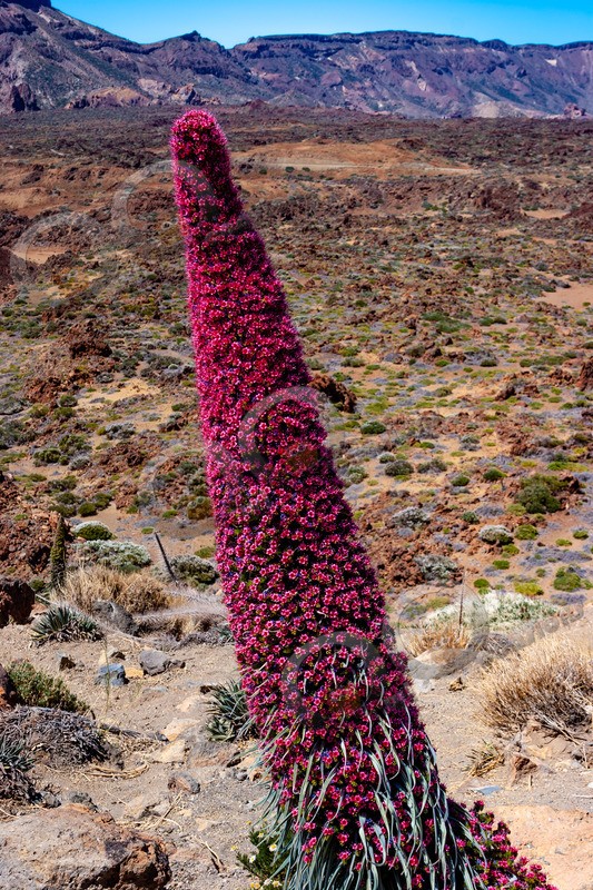 tajinaste rojo-1345 - Plants and trees
