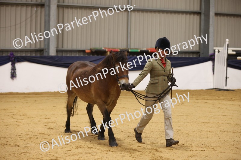 20260913-1039 - Class 109 - Bred On Exmoor In Hand