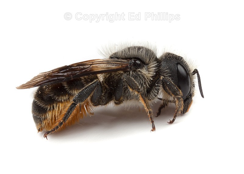 Osmia leaiana (f)