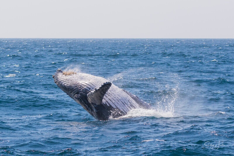 0A3A0477 - 2024 Whale Photos