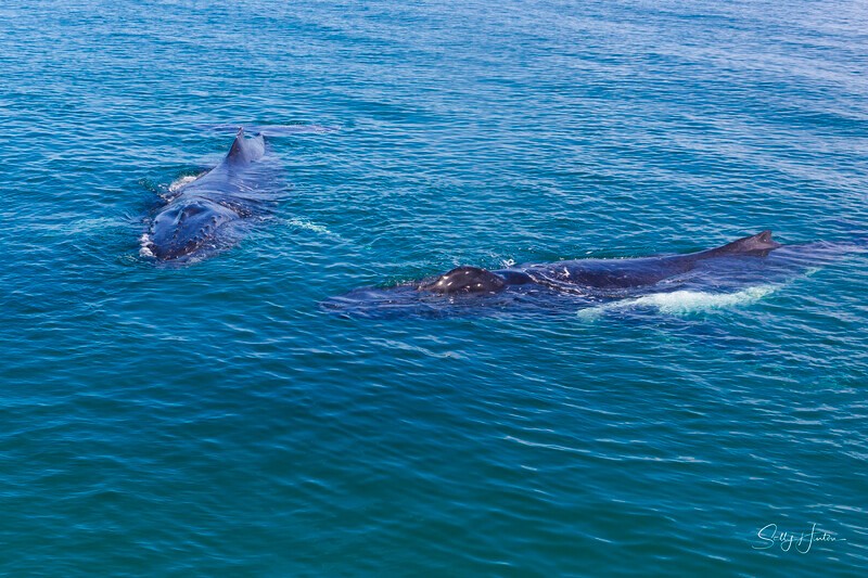 _16A2015 - 2024 Hervey Bay Whales