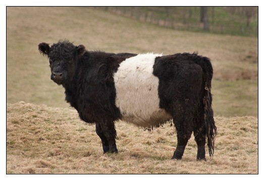 Belted Galloway Heifer - Animals/ Wildlife