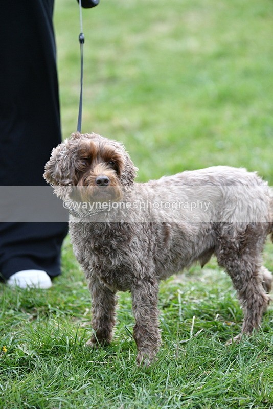 WJ5_9367 - Class 1 Best Cross Breed / Heniz 57