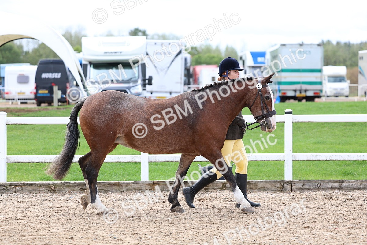 SBM_01520 - Class 17 - Prettiest Mare