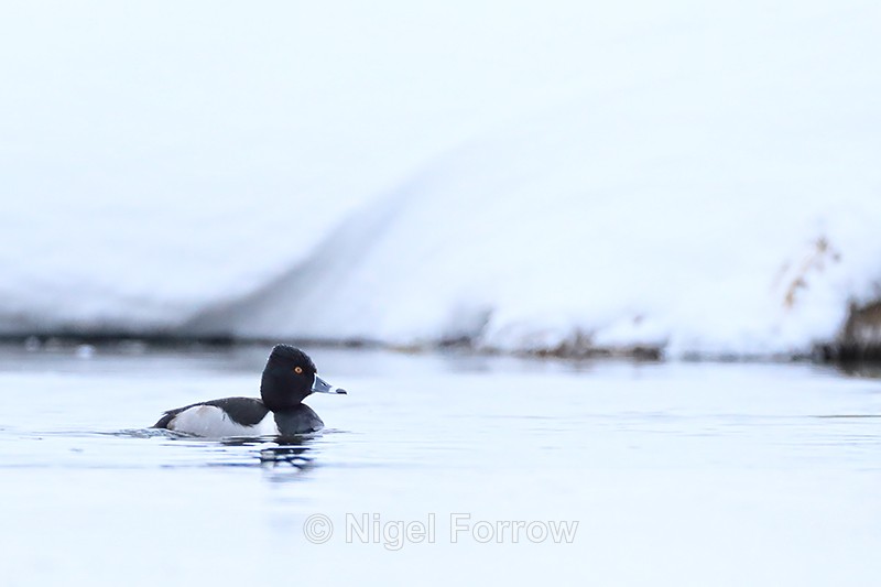 Ring-necked Duck (male), Yellowstone National Park, Wyoming - Ring-necked Duck
