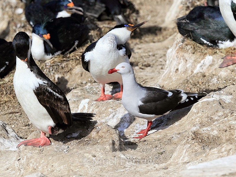 Dolphin Gull and preening Imperial Shags, Carcass Island, Falklands - Dolphin Gull