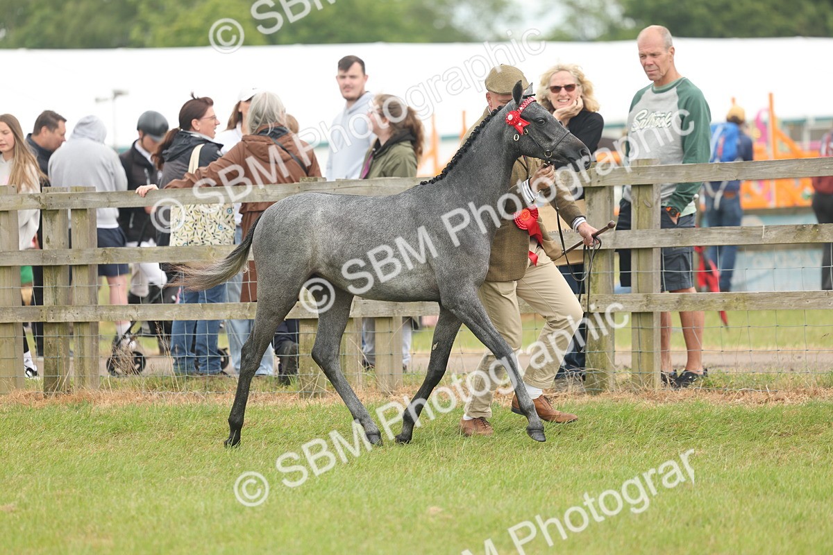 SBM_05387 - Class 68-73 - Riding Pony Breeding