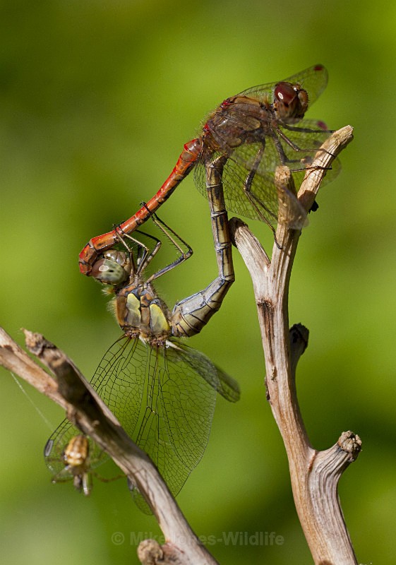 Common Darter Dragonfly,Coupled, Cheshire - DRAGONFLY & DAMSELFLY GALLERY