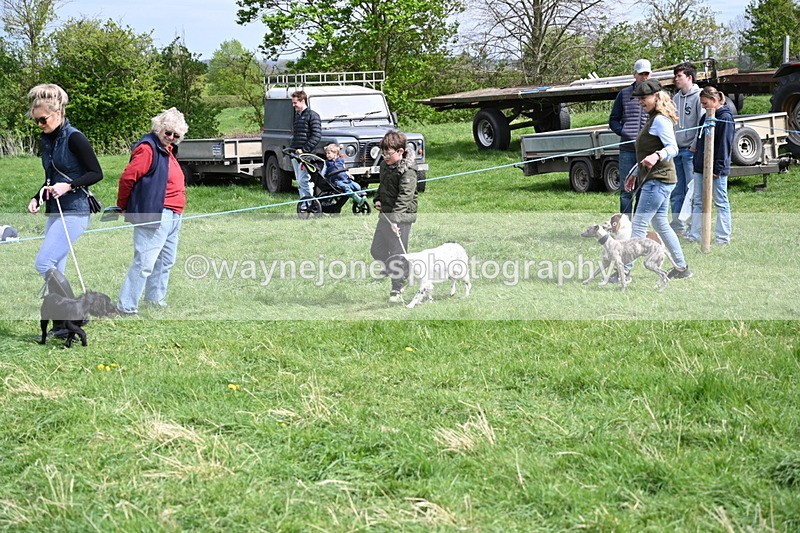WJ6_8891 - Class 8 Best Working / Gun Dog or Bitch