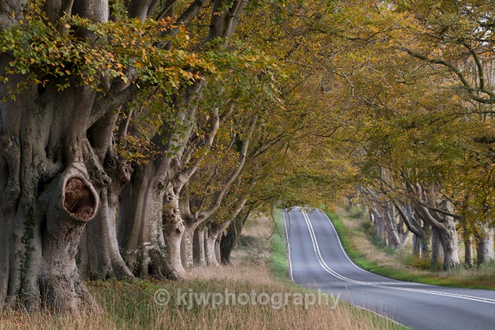 Beech Tree Avenue - Gallery 2