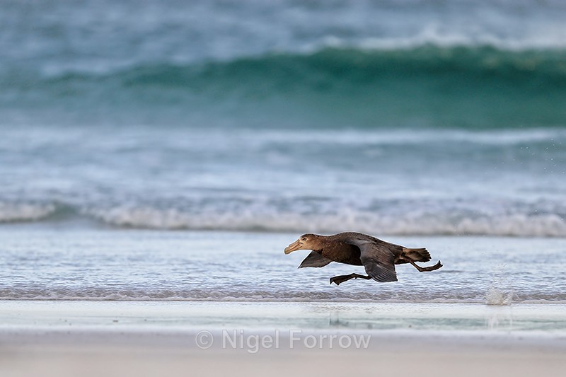 Southern Giant Petrel takeoff run, Volunteer Point, Falklands - Southern Giant Petrel