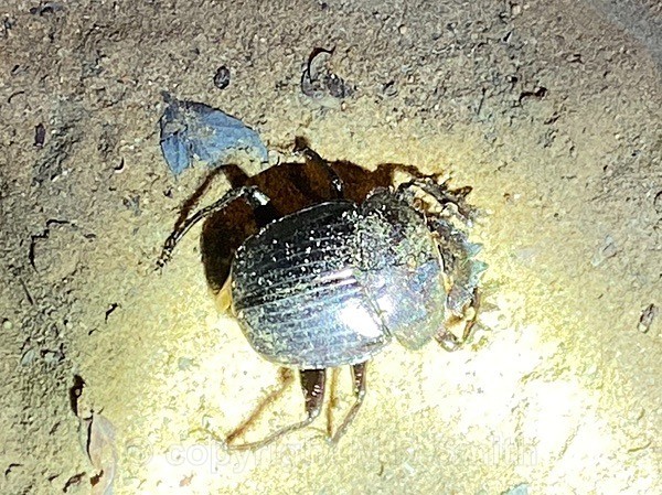 Dung Beetle - BIRDS & INSECTS