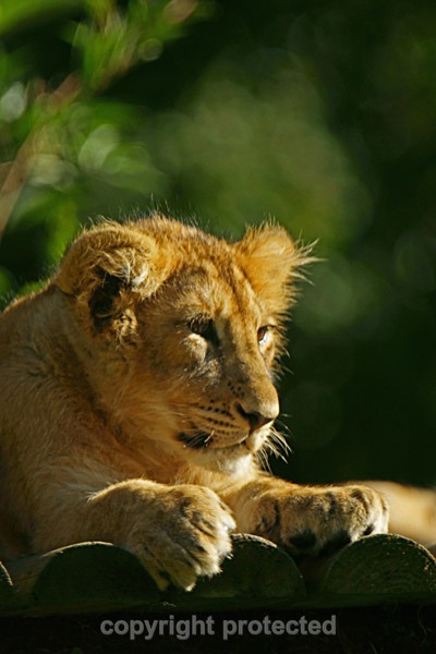 Asiatic lion cub (Cotswold Wildlife Park) - Asiatic Lions