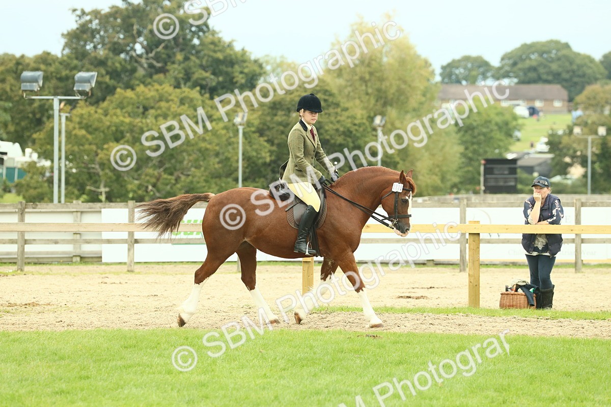 SBM_72110 - S60 - Mountain & Moorland Ridden Large Breeds