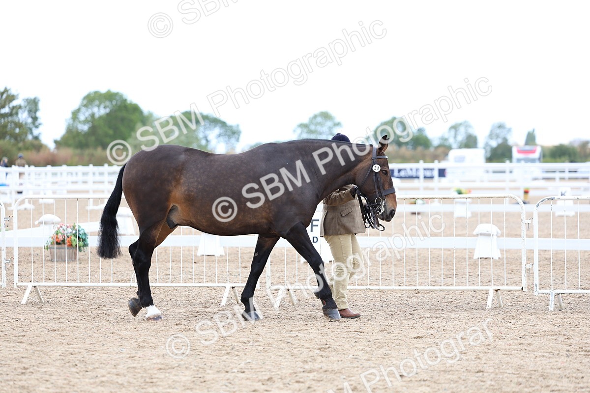 SBM_05676 - Class 28 - IH Veteran Horse