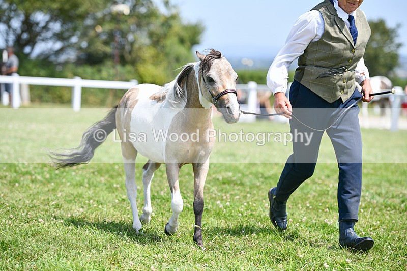 DSC_7417 - Class 62: Coloured Pony Youngstock