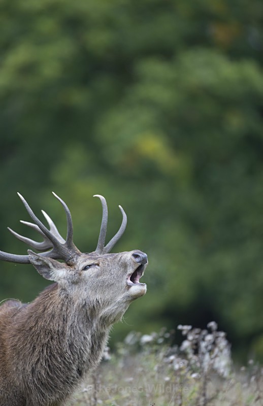 _H5X8631 Red Deer 'Rut' 2015 - New Deer Rut  2015