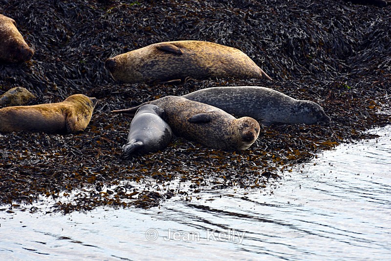 Seals on Loch Linnhe - DSC_9187_00117 - Sea Lions and Seals