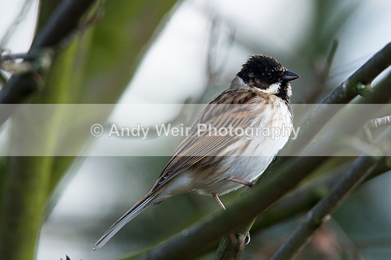 20120318-_MG_9583 - Buntings