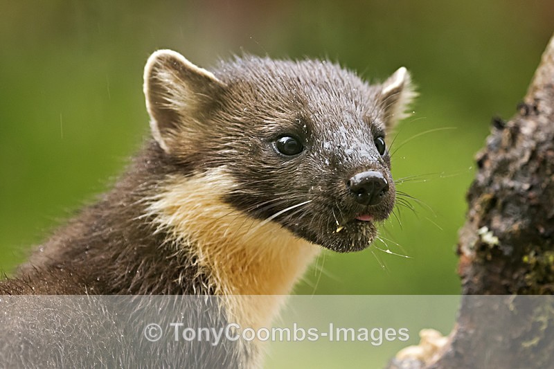Pine Marten  (f) - Ardnamurchan ~ Bempton Cliffs