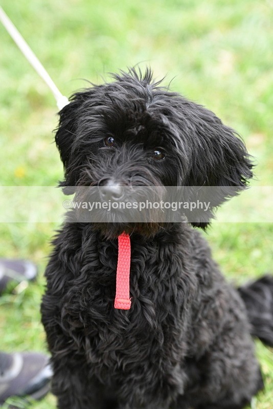 WJ5_9251 - Class 1 Best Cross Breed / Heniz 57