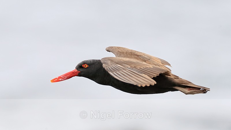 Blackish Oystercatcher gliding, Chile - Blackish Oystercatcher