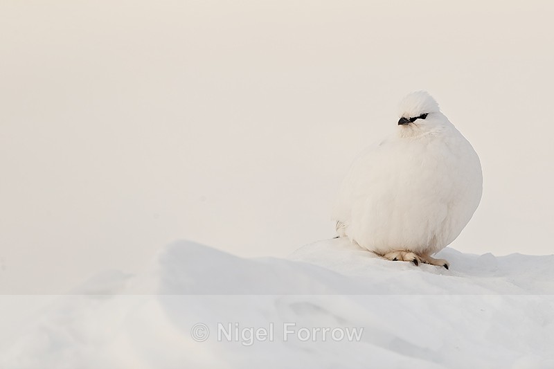Ptarmigan in winter plumage, Svalbard, Norway - Ptarmigan