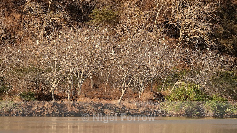 Cattle Egret roost, Floreana, Galapagos - Cattle Egret