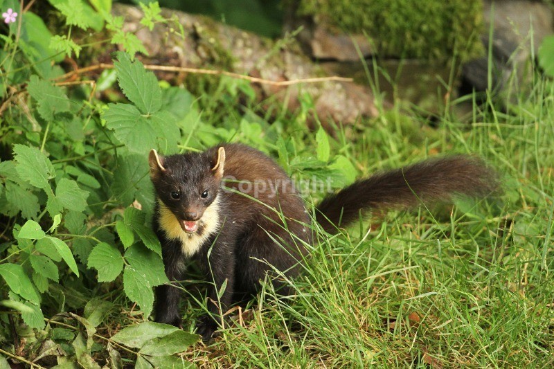 Pine Marten - Pine Marten