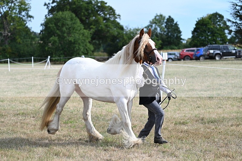 WJ7_8163 - In-hand Championship