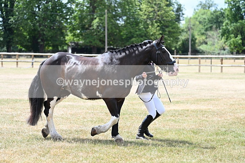 WJ7_1936 - Class 4a Prettiest Mare 14.2hh and over hand