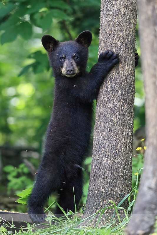 Black Bear cub standing, Minnesota, USA - American Black Bear