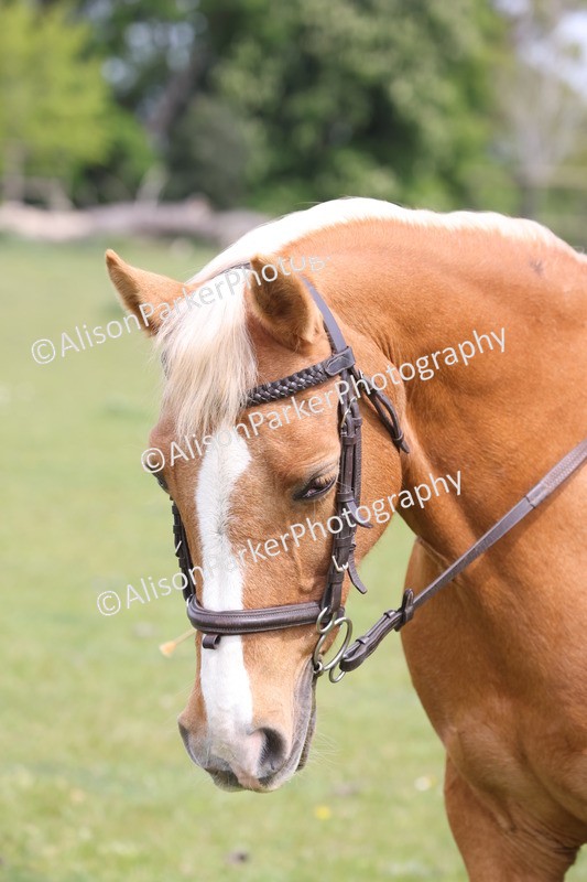 20260426-3038 - Class 33 - Best Pony 14.2hh and Under