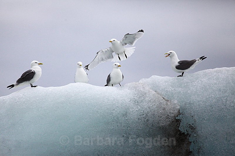 Kittiwakes - Latest Photos