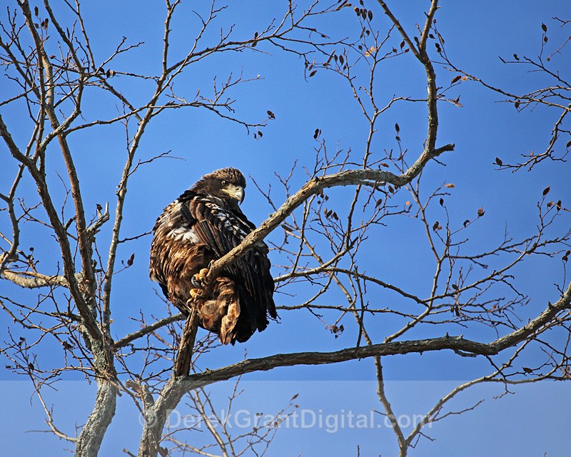 Haliaeetus leucocephalus (Juvenile) - Birds of Atlantic Canada