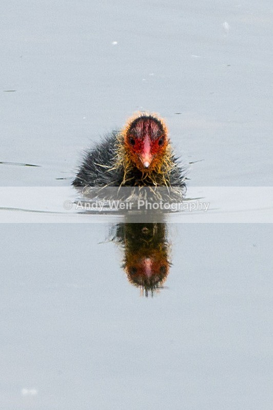 20120520-_MG_9990 - Rails & Coots