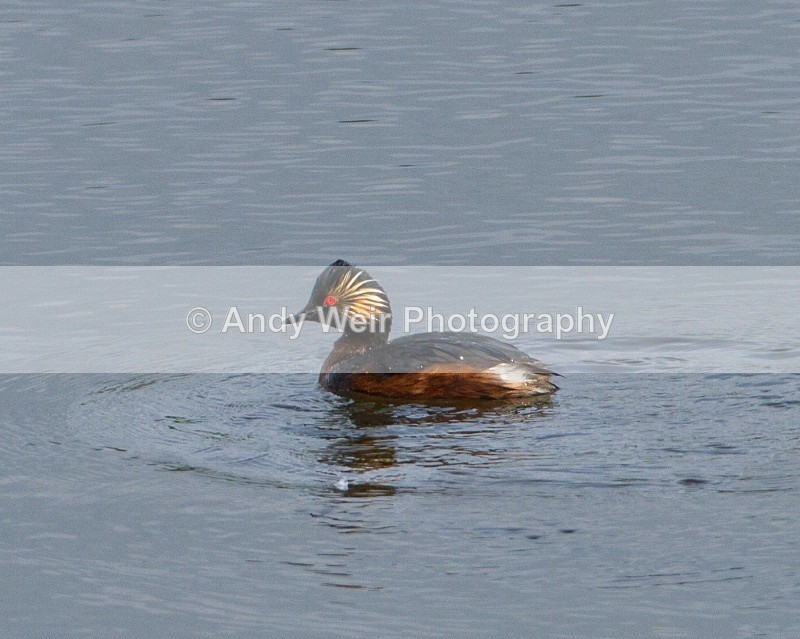 20110521-IMG_5359-416 - Black-necked Grebe