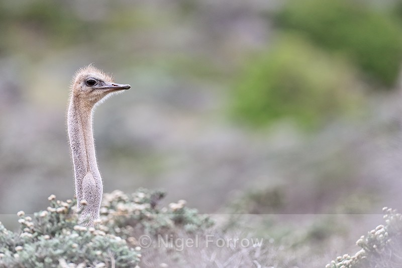 Ostrich (female) head above bushes, Cape Peninsula, South Africa - Ostrich