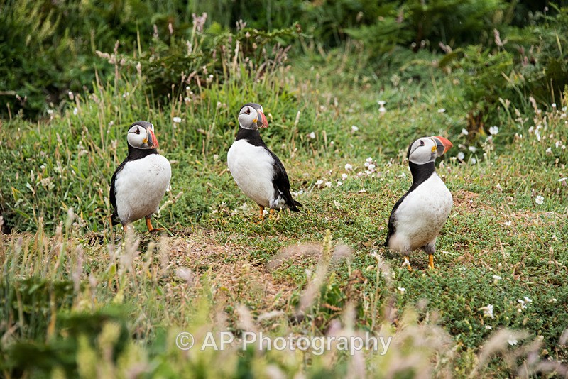 ACP_0203-1 - Puffins on Skomer Island