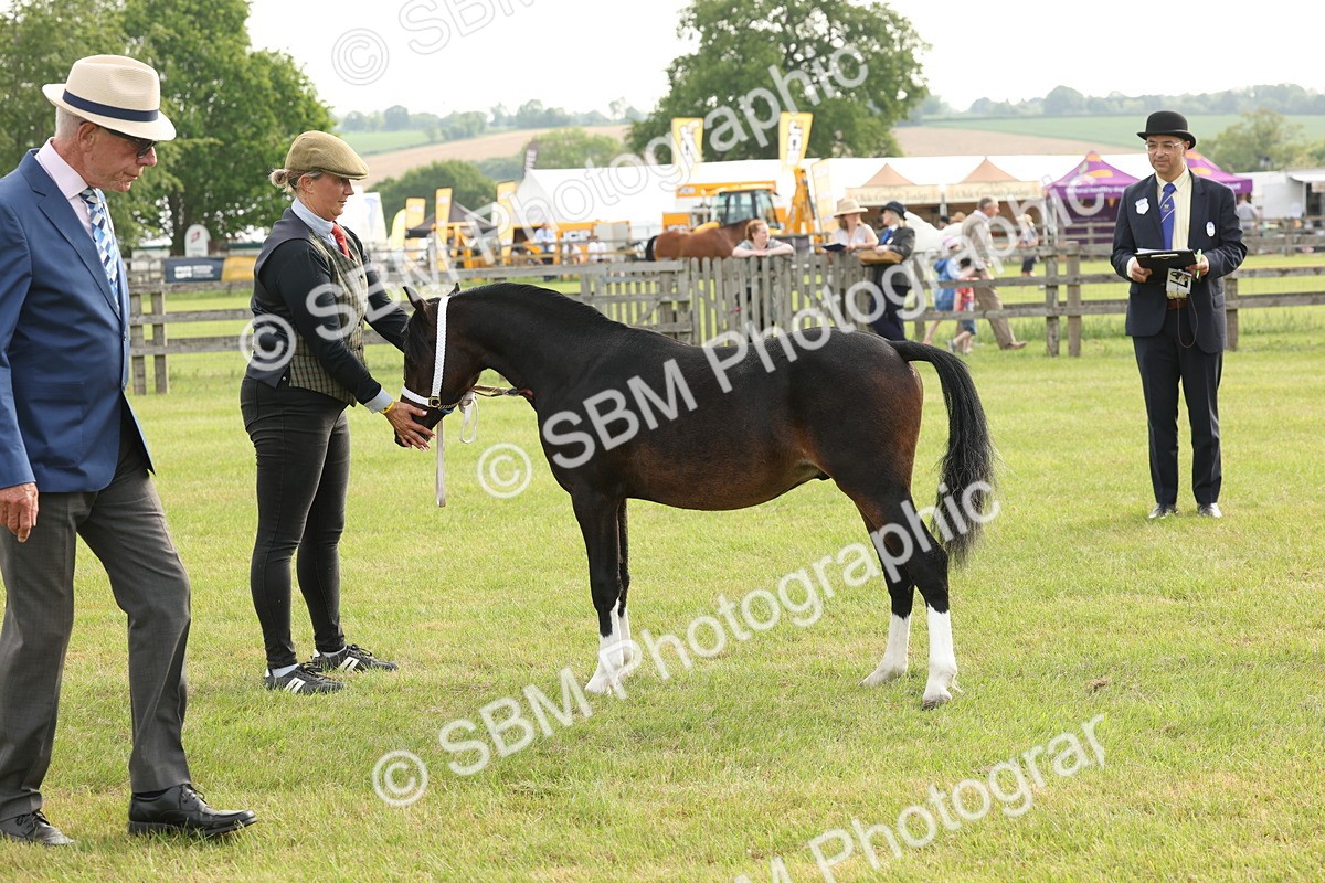 SBM_00436 - Class 6-13 - Mountatin and Moorland In Hand Welsh Breeds