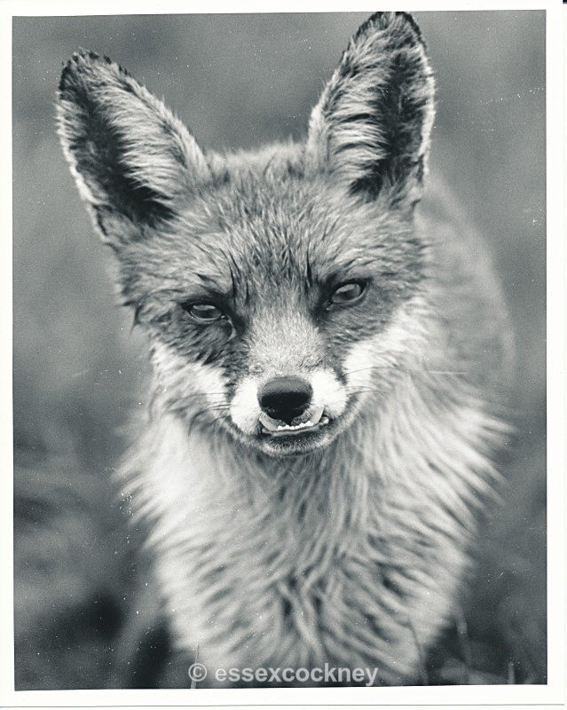  - Local residents of the hairy kind Benfleet and Essex